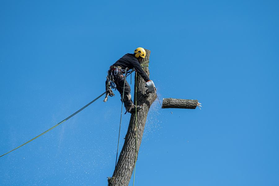 Élagueur en intervention sur un arbre